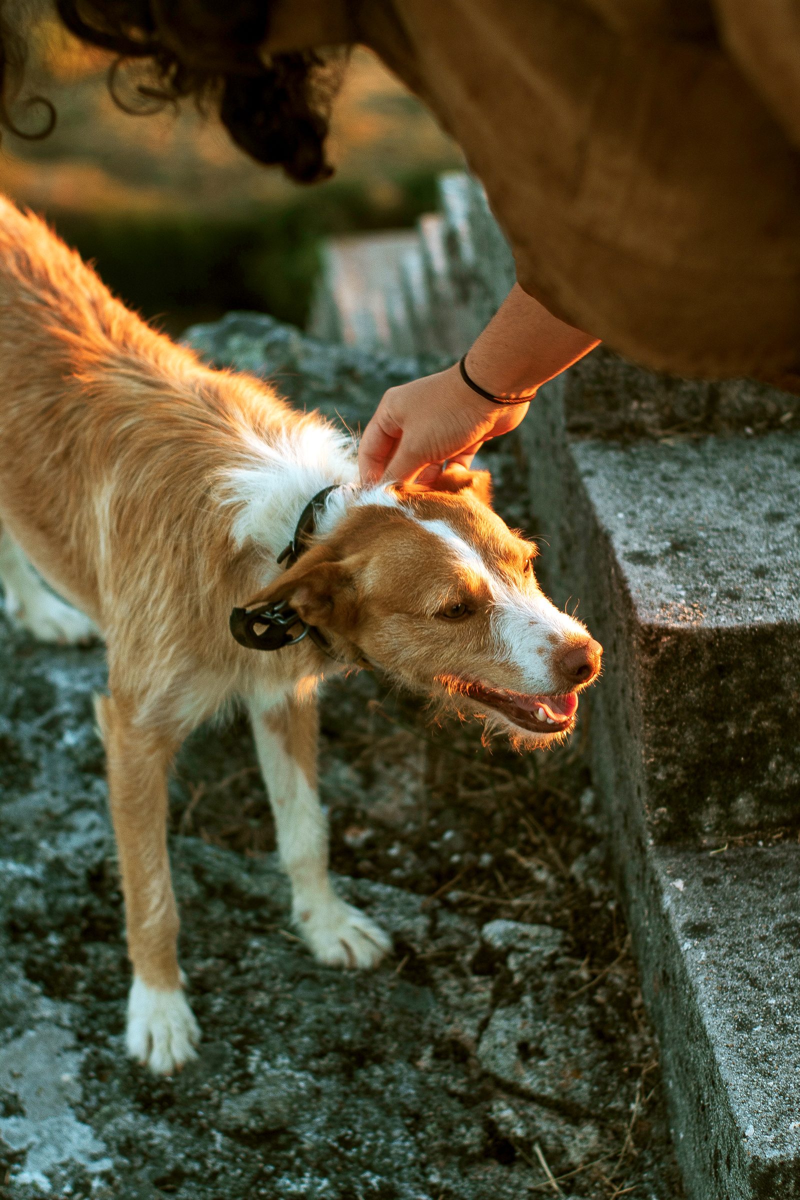 pettech prevet latam